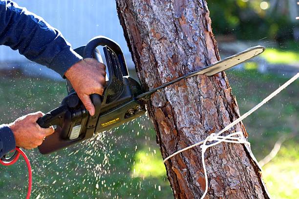 Tree and Shrub Care in Oasis, CA