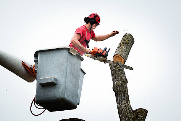 Oasis, CA Tree Services Company