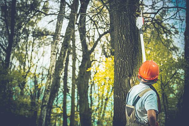 How Our Tree Care Process Works  in  Oasis, CA